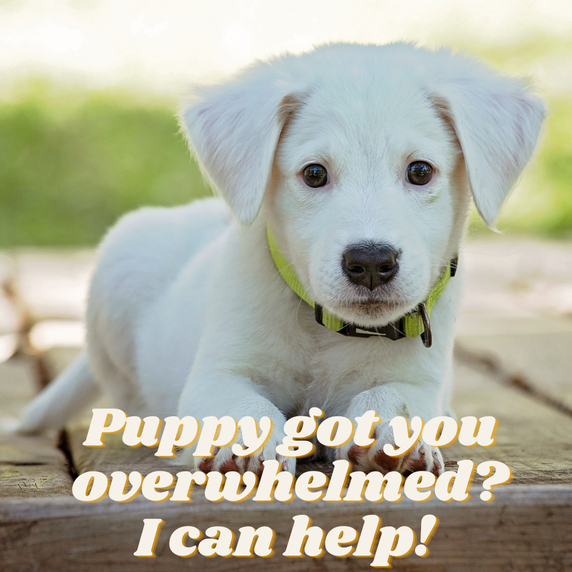 puppy got you overwhelmed? I can help!