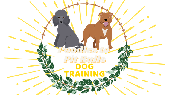 NYC Dog training and behavior blog - POODLES TO PIT BULLS DOG TRAINING