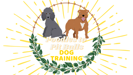 dog training camp nyc